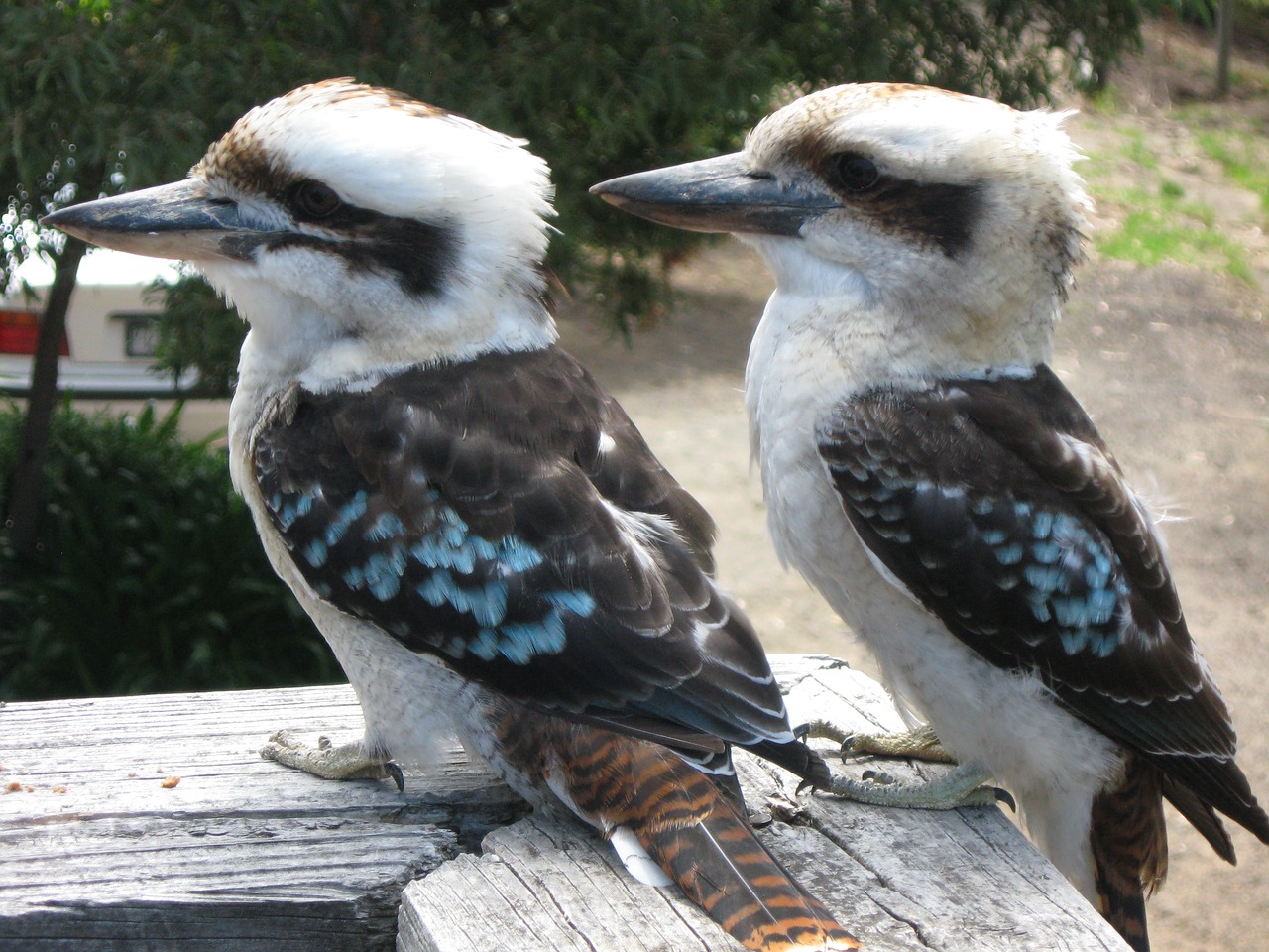 Kookaburra, Paukščiai, Pora, Fauna, Nemokamos Nuotraukos,  Nemokama Licenzija