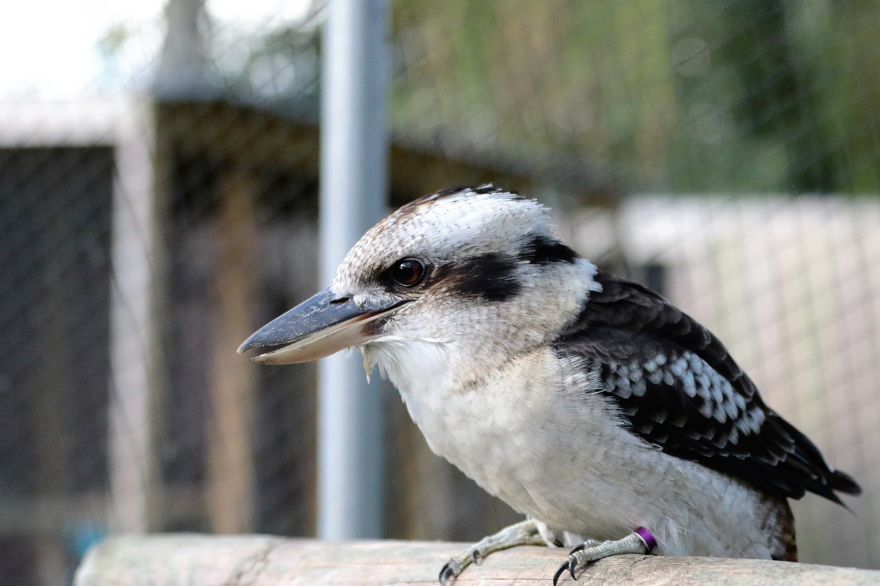 Kookaburra, Paukštis, Žirgynas, Juokiasi, Snapas, Gyvūnas, Plunksnos, Lauke, Sėdi, Ešeriai