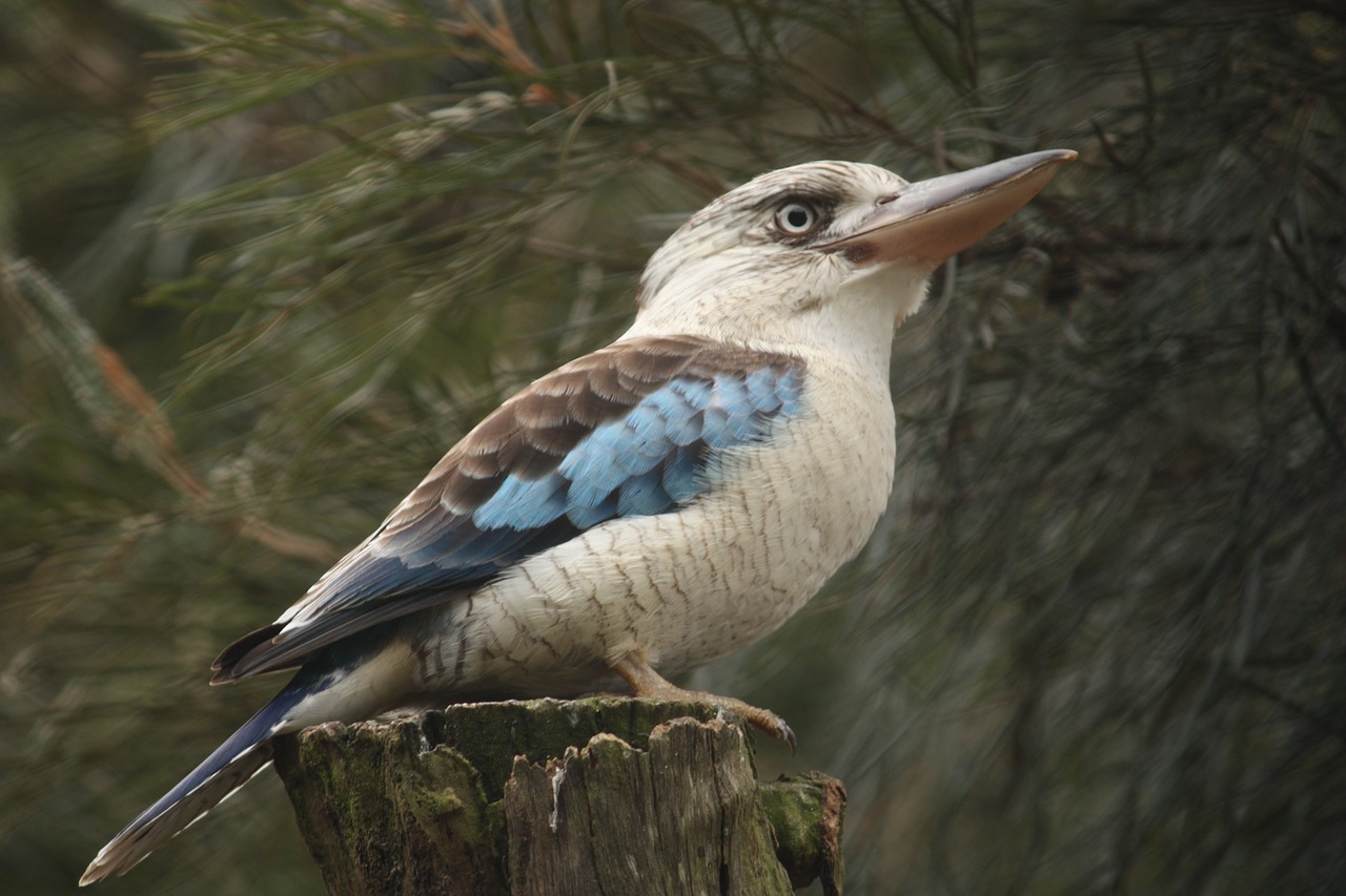 Kookaburra, Paukštis, Australia, Gamta, Laukiniai, Gimtoji, Juoktis, Nemokamos Nuotraukos,  Nemokama Licenzija