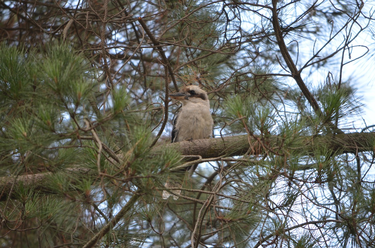 Kookaburra, Paukštis, Sparnai, Gyvūnas, Plunksnos, Australia, Australijos Gimtoji Paukštis, Gamta, Paukščiai, Laukiniai