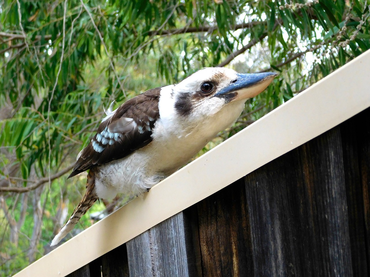 Kookaburra, Paukštis, Sustingęs, Lauke, Portretas, Gamta, Australia, Laukinė Gamta, Plunksnos, Filialas