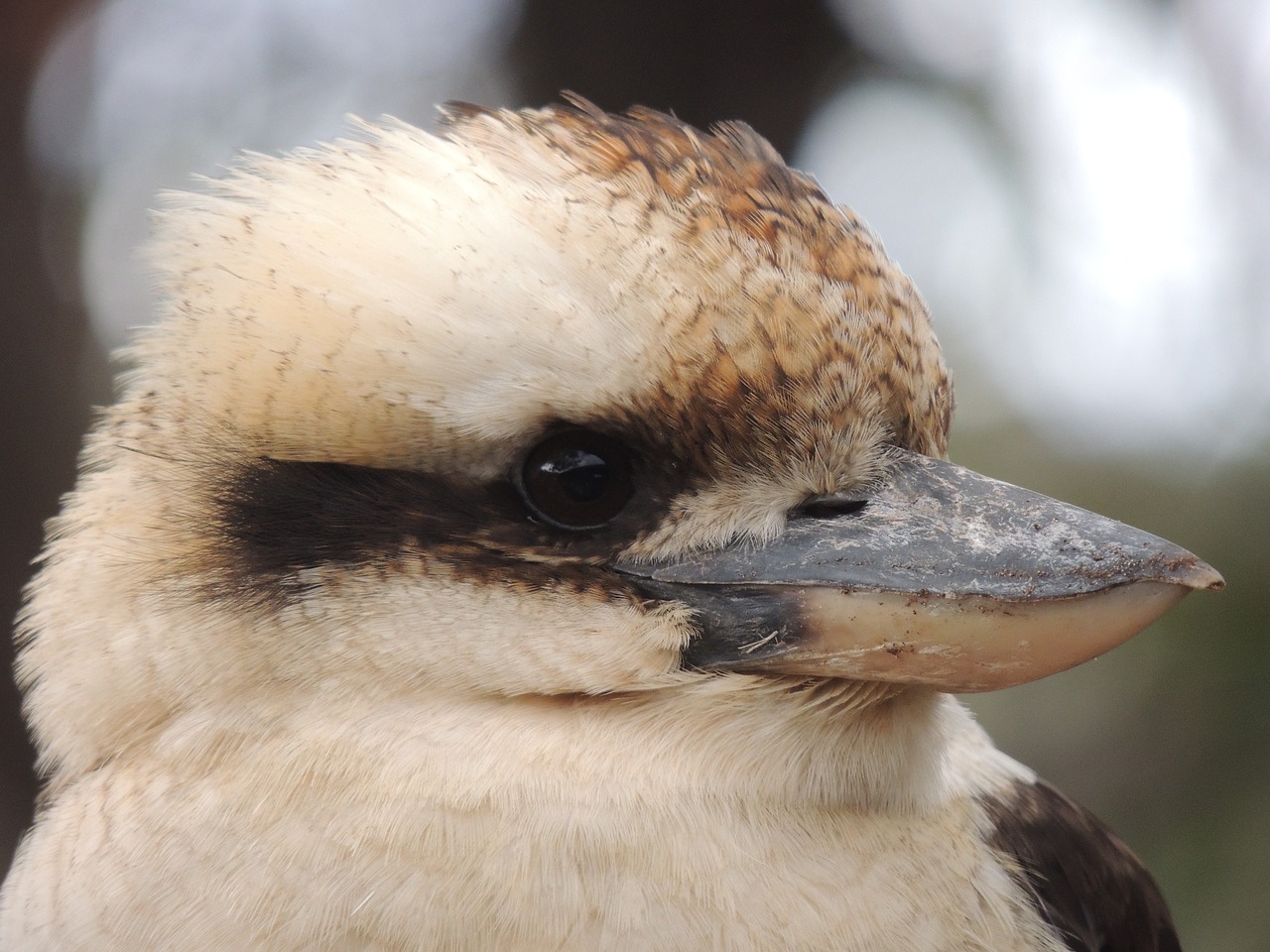 Kookaburra, Snapas, Australia, Paukštis, Laukinė Gamta, Laukiniai, Gimtoji, Plunksna, Veidas, Išsaugojimas