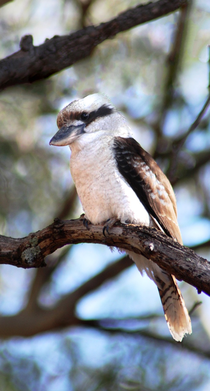 Kookaburra,  Paukštis,  Kingfisher,  Gyvūnijos,  Pobūdį,  Lauke,  Gyvūnas,  Australija, Nemokamos Nuotraukos,  Nemokama Licenzija