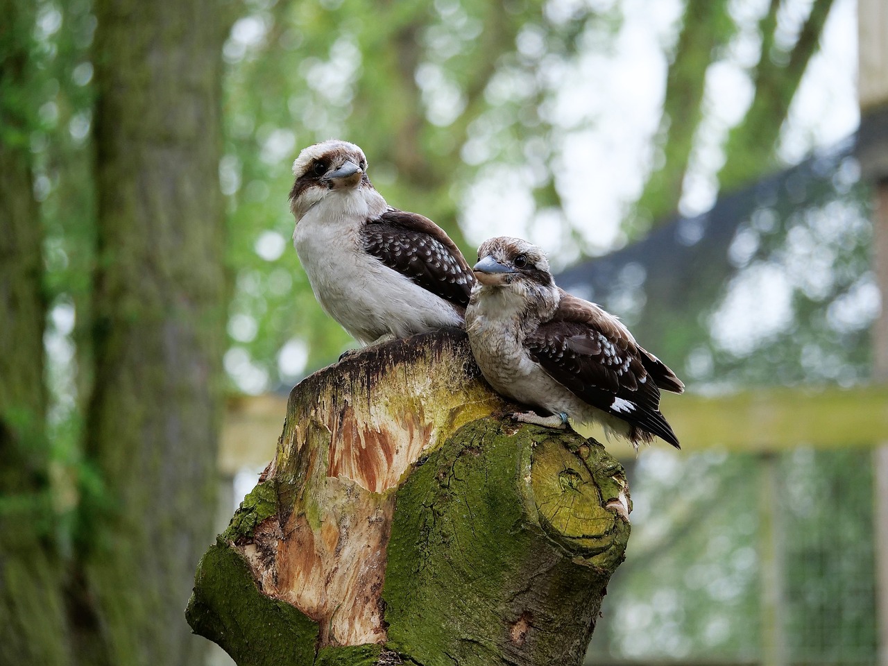 Kookaburra,  Kingfisher,  Paukštis,  Pobūdį,  Gyvūnijos,  Lauke,  Mediena, Nemokamos Nuotraukos,  Nemokama Licenzija