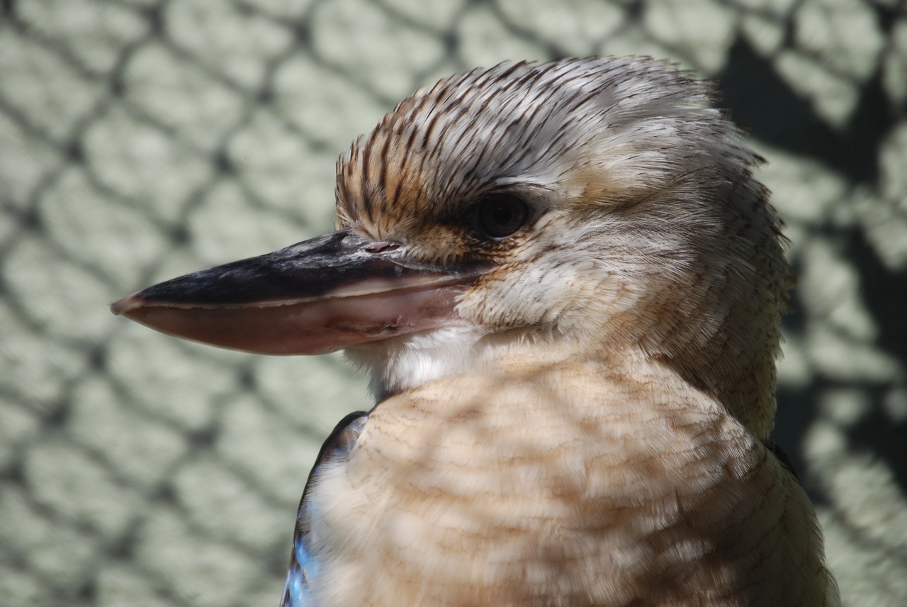 Kookaburra, Australian, Gimtoji, Paukštis, Snapas, Iš Arti, Nemokamos Nuotraukos,  Nemokama Licenzija