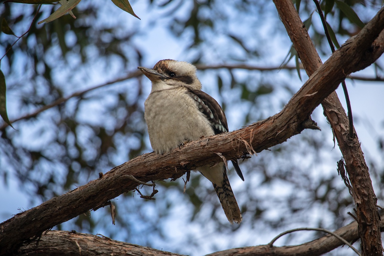 Kookaburra,  Medis,  Paukštis,  Australija,  Gyvūnijos,  Pobūdį,  Baltas, Nemokamos Nuotraukos,  Nemokama Licenzija