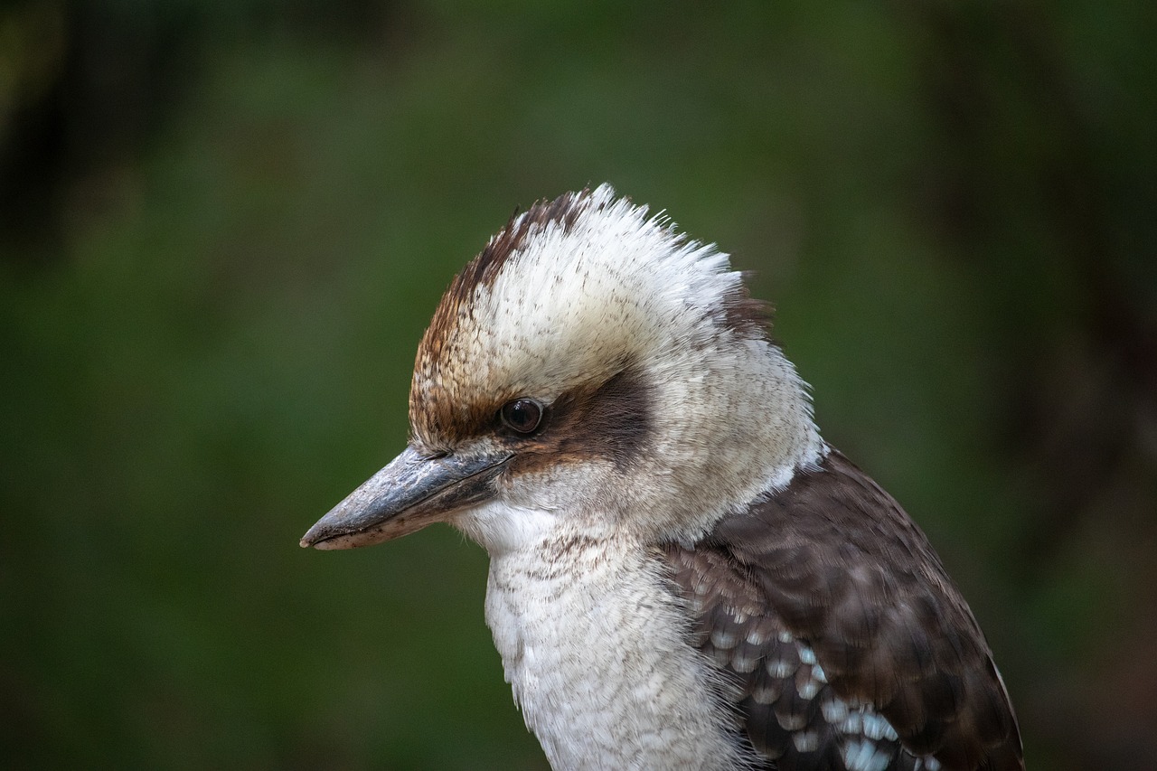 Kookaburra,  Paukštis,  Australija,  Gyvūnijos,  Pobūdį,  Baltos Spalvos,  Iš Arti, Nemokamos Nuotraukos,  Nemokama Licenzija