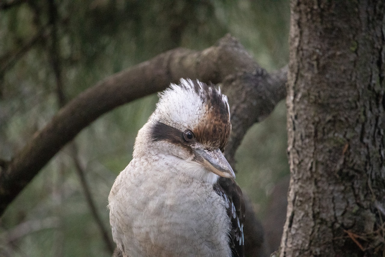 Kookaburra,  Australija,  Paukštis,  Gyvūnijos,  Pobūdį,  Gyvūnas,  Iš Arti, Nemokamos Nuotraukos,  Nemokama Licenzija