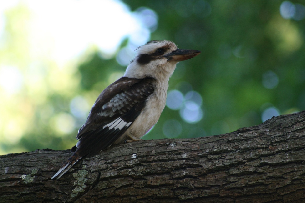 Kookaburra,  Paukštis,  Gyvūnijos,  Australija,  Sėdi,  Kvinslandas,  Australijos,  Gamta, Nemokamos Nuotraukos,  Nemokama Licenzija