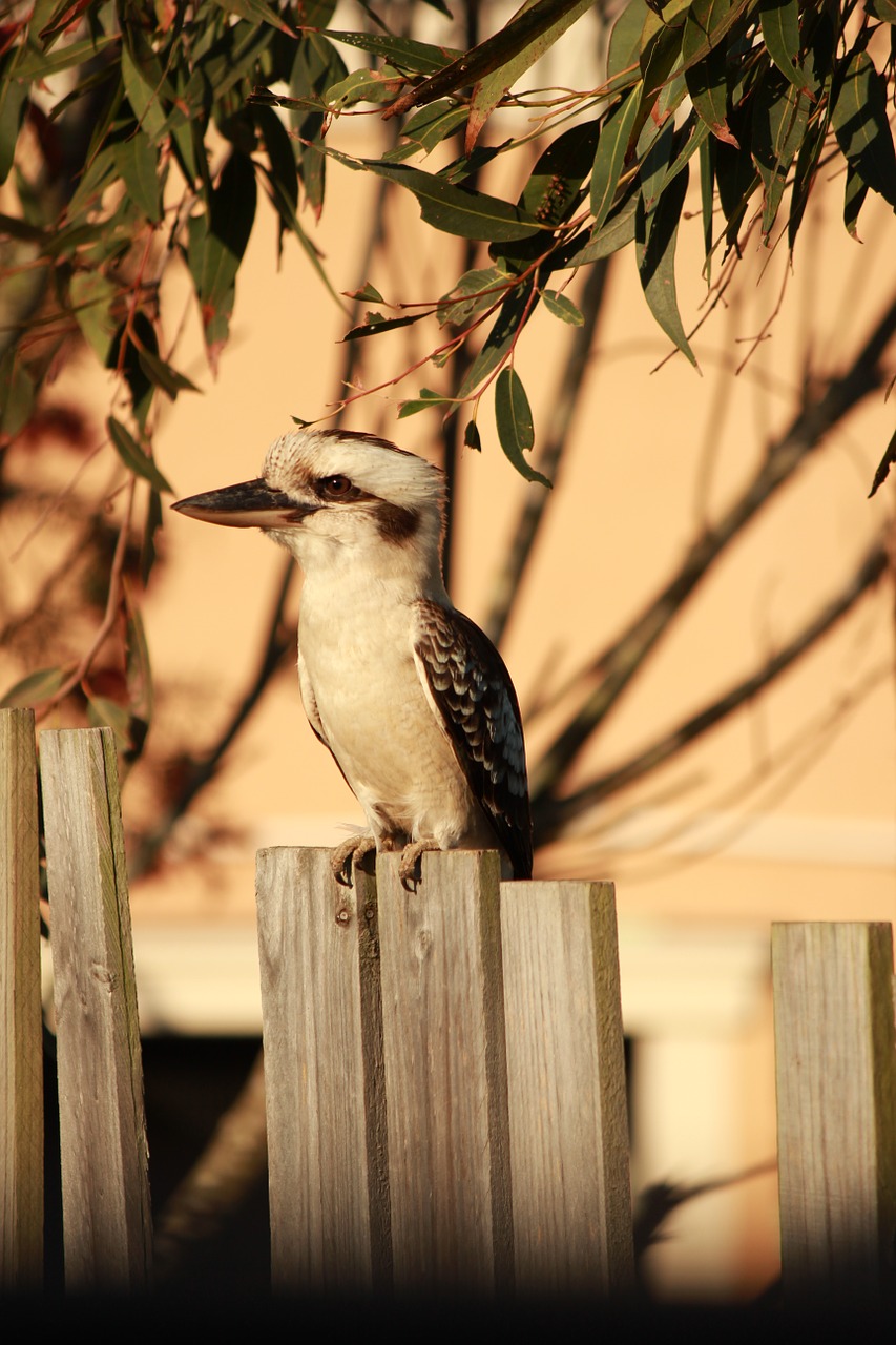 Kookaburra,  Australian,  Tvora,  Paukštis,  Gamta,  Gumos Medis, Nemokamos Nuotraukos,  Nemokama Licenzija