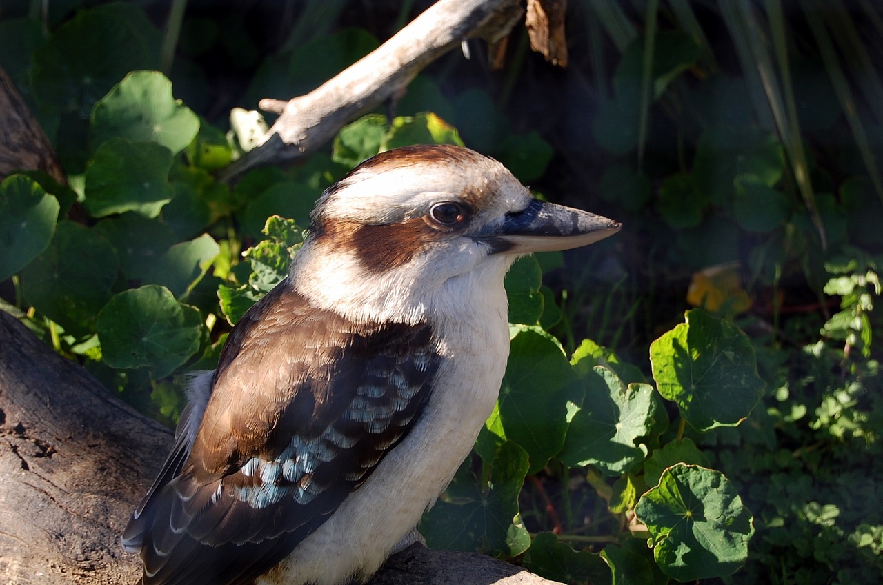 Kookaburra,  Paukštis,  Juokiasi,  Australija, Nemokamos Nuotraukos,  Nemokama Licenzija