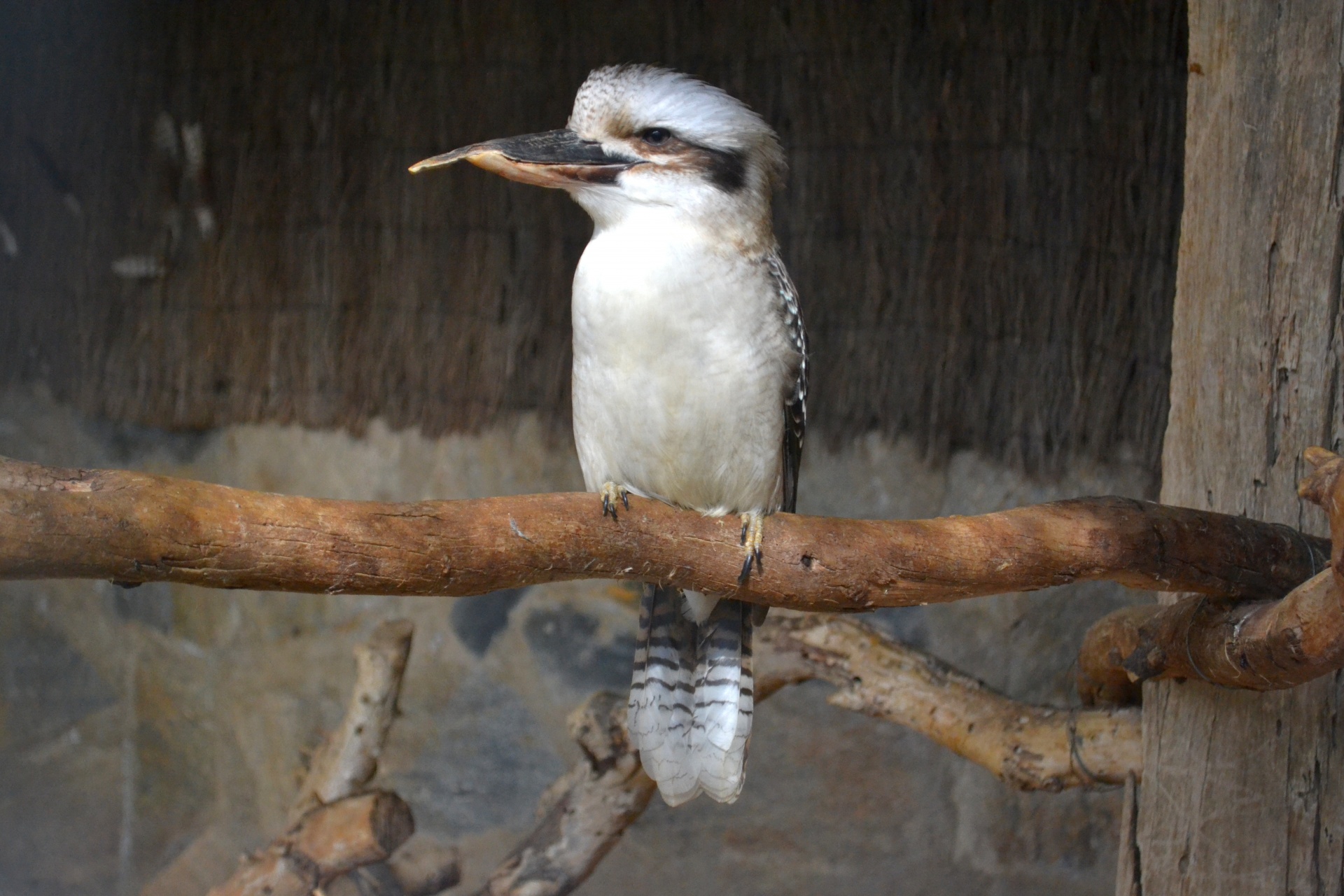 Kookaburra,  Paukštis,  Laukiniai,  Gamta,  Laukinė Gamta,  Zoologijos Sodas,  Gyvūnas,  Kookaburra, Nemokamos Nuotraukos,  Nemokama Licenzija