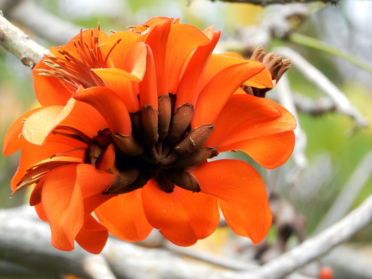 Korallenbaum, Tenerifė, Gamta, Žiedas, Žydėti, Medis, Kanarų Salos, Egzotiškas, Augalas, Erythrina Crista-Galli