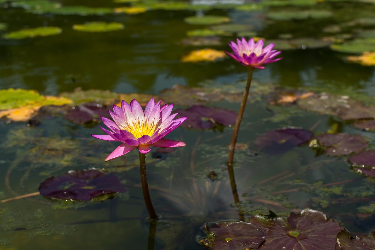 Korėja, Gyeonggi Do, Paju, Kultūros Arboretum, Byeokchoji, Atspindėti, Lotosas, Vandens Lelijos, Vanduo, Apmąstymai