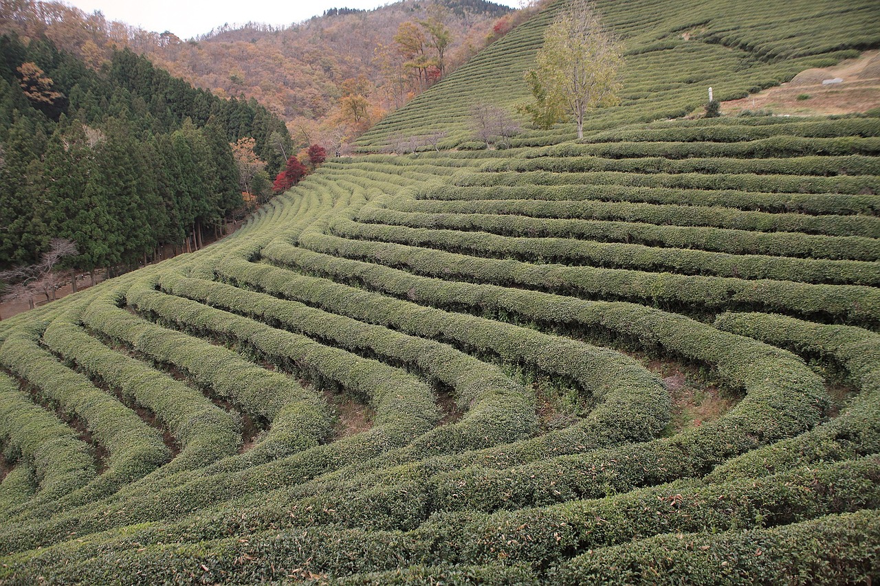 Korėja,  Arbata,  Plantacija,  Boseong, Nemokamos Nuotraukos,  Nemokama Licenzija