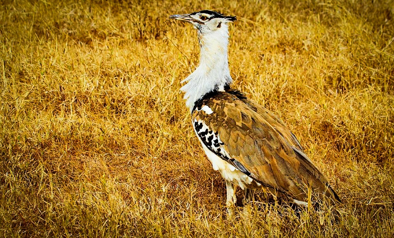 Kori Dustard, Afrika, Tanzanija, Safari, Serengečio Nacionalinis Parkas, Laukinė Gamta, Nemokamos Nuotraukos,  Nemokama Licenzija