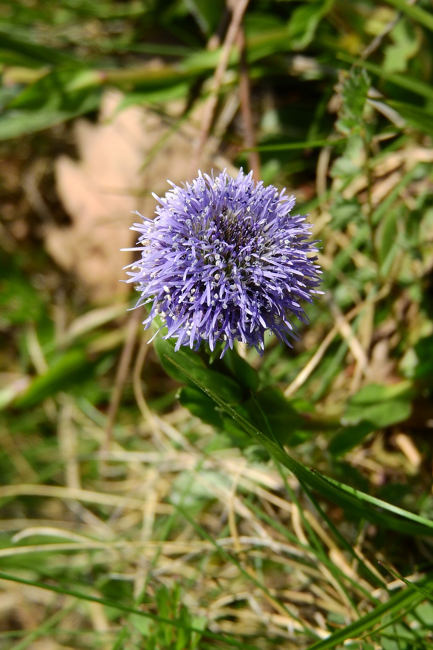 Koulenka, Globularia, Gėlė, Violetinė, Nemokamos Nuotraukos,  Nemokama Licenzija