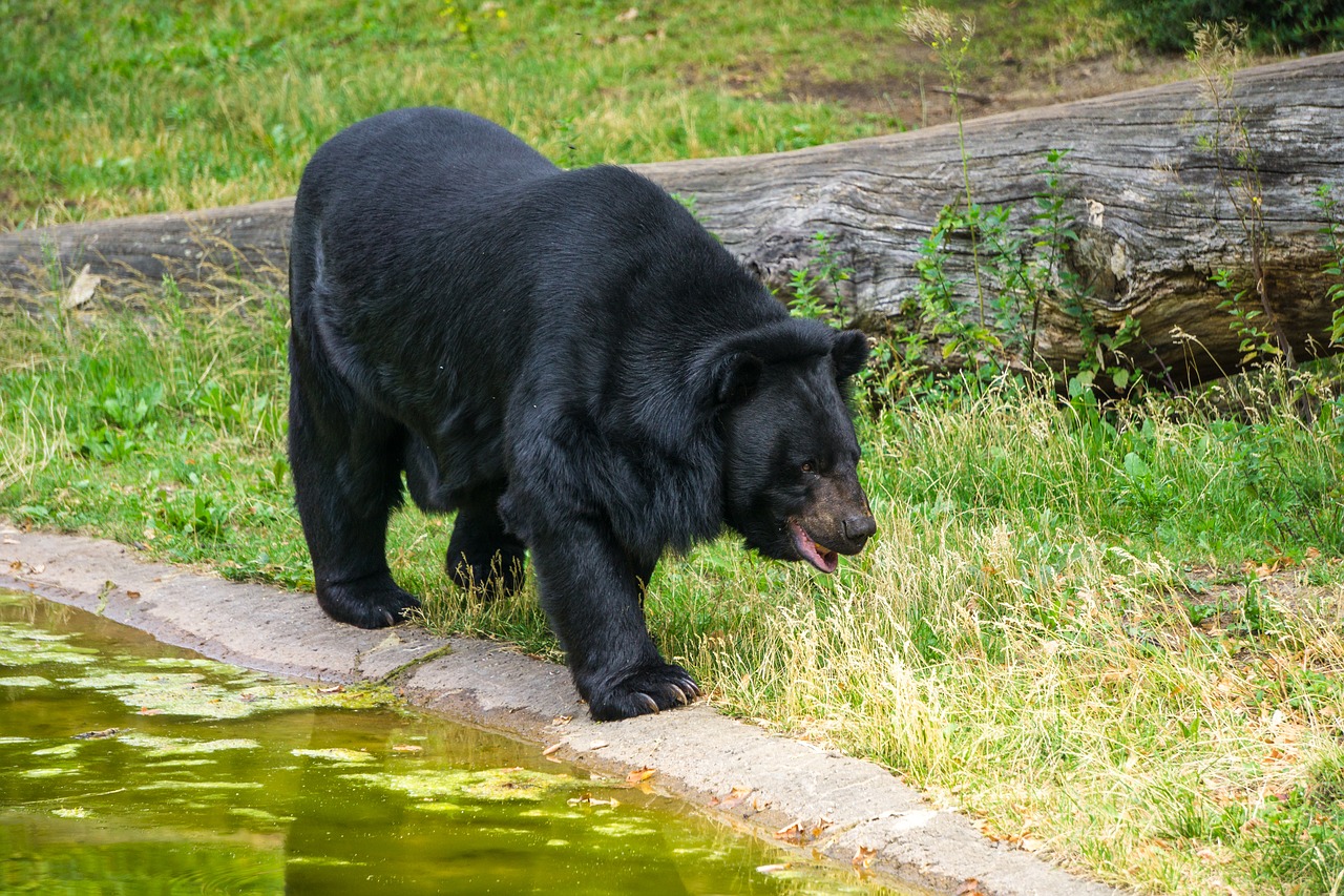 Kragenbär,  Kailiai,  Turėti,  Laukinis Gyvūnas,  Pobūdį,  Gyvūnijos Pasaulyje,  Rudas Lokys,  Furry,  Pavojinga,  Gyvūnas