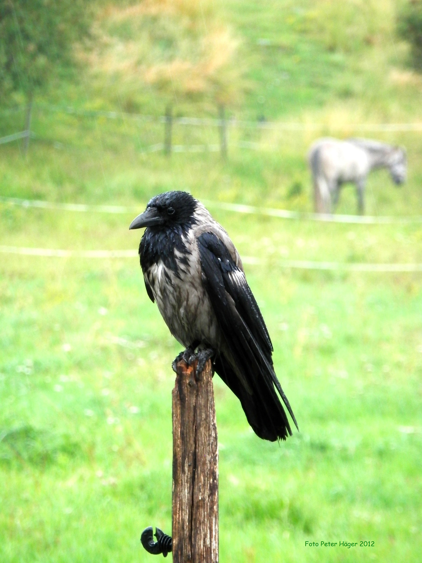 Wild crow. Ворона. Ворон. Пятнистая ворона. Ворона фото.