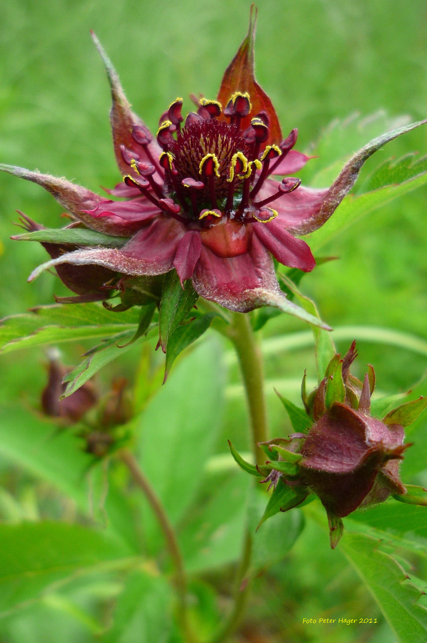 Pelkės,  Cinquefoil,  Cinquefoil, Nemokamos Nuotraukos,  Nemokama Licenzija