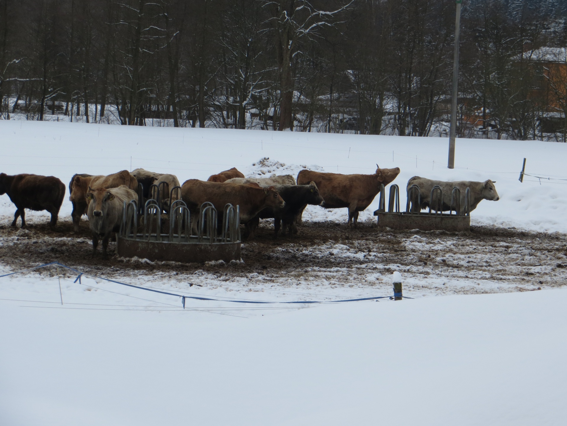 Karvės,  Žiema,  Sniegas,  Karves Žiemą, Nemokamos Nuotraukos,  Nemokama Licenzija