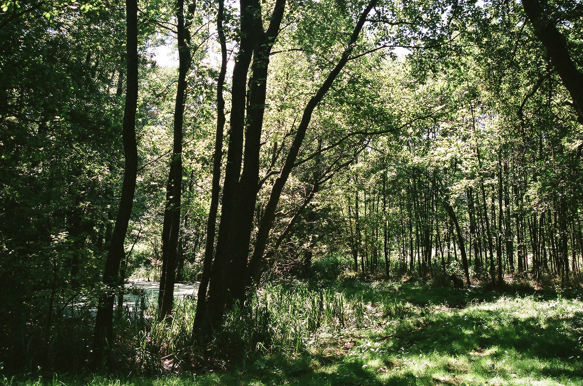 Krężnica,  Spyruoklė,  Meadow,  Liepos Mėn Vasarą,  Kreznica Jara / Lublin, Nemokamos Nuotraukos,  Nemokama Licenzija