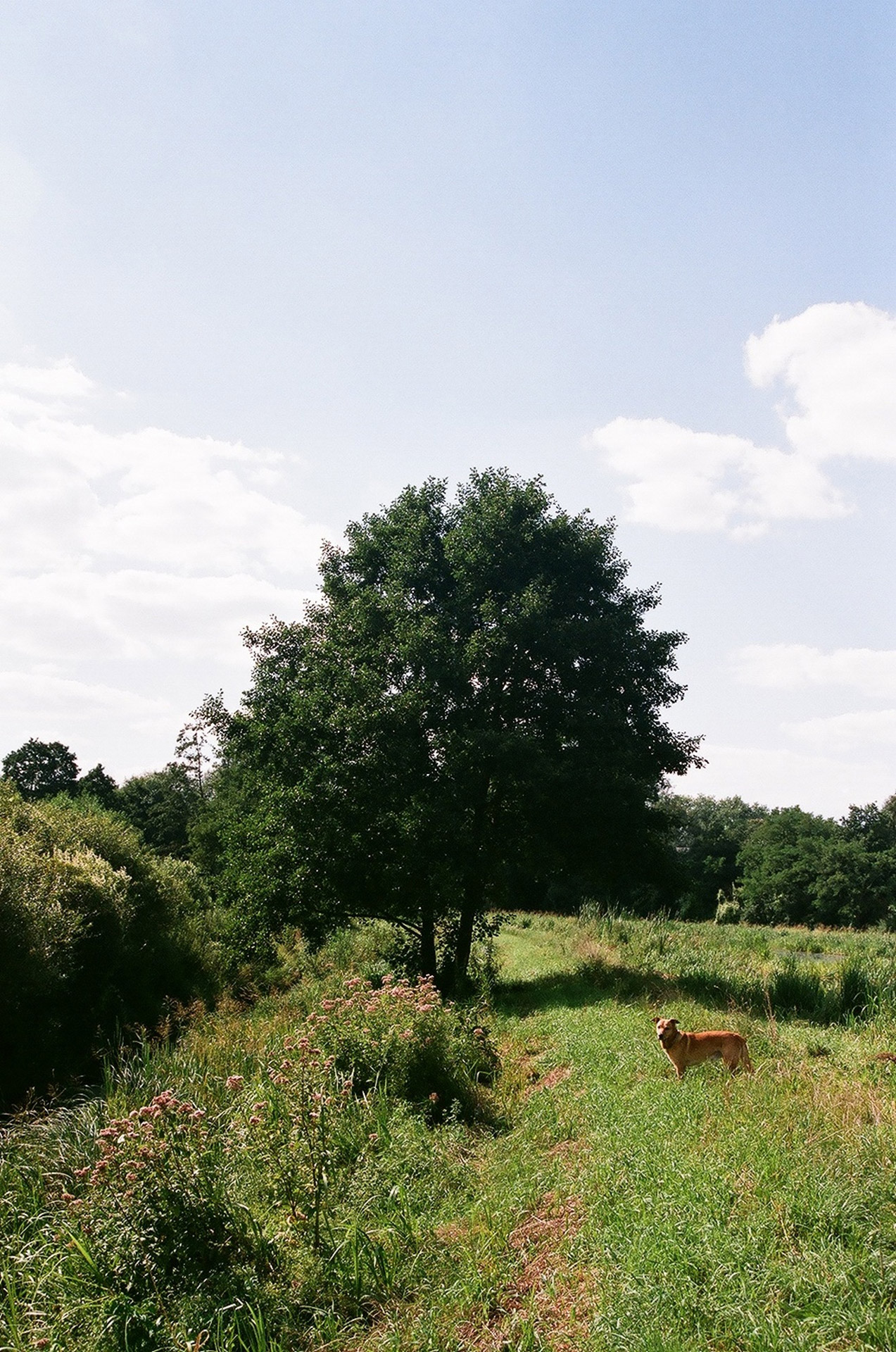 Krężnica,  Spyruoklė,  Meadow,  Liepos Mėn Vasarą,  Kreznica Jara / Lublin, Nemokamos Nuotraukos,  Nemokama Licenzija