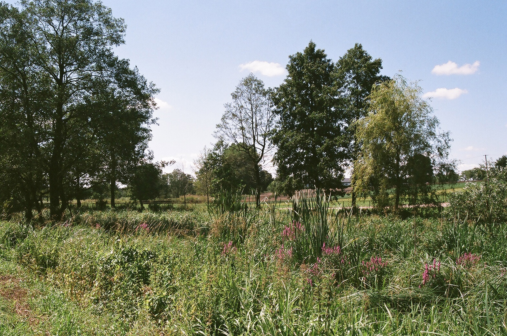 Meadow,  Medis,  Krężnica,  Spyruoklė,  Vasarą,  Liepos Mėn Kreznica Jara / Lublin, Nemokamos Nuotraukos,  Nemokama Licenzija