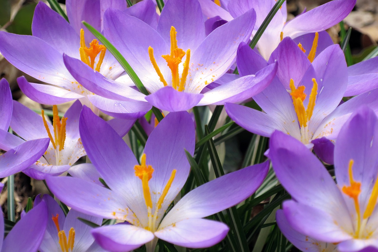 Crocus, Gėlės, Violetinė, Krokussen, Oranžinė, Gamta, Pavasaris, Gėlė, Makro, Žolė