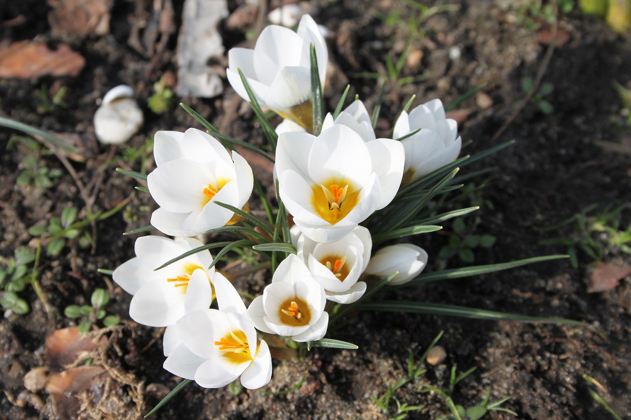 Krokus, Pavasaris, Balta, Žydi, Sodas, Gamta, Gėlės, Žydi, Švelnus, Nemokamos Nuotraukos