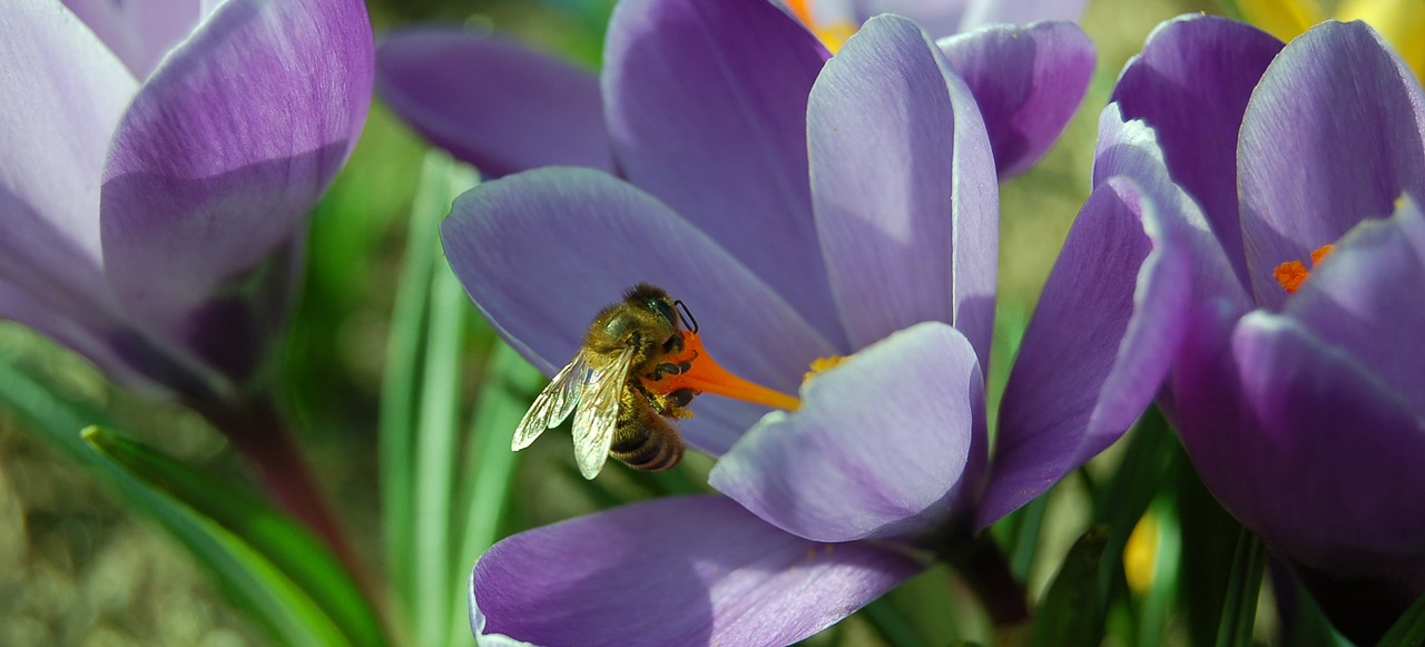 Krokus, Pavasaris, Gėlė, Sodas, Bičių, Nemokamos Nuotraukos,  Nemokama Licenzija