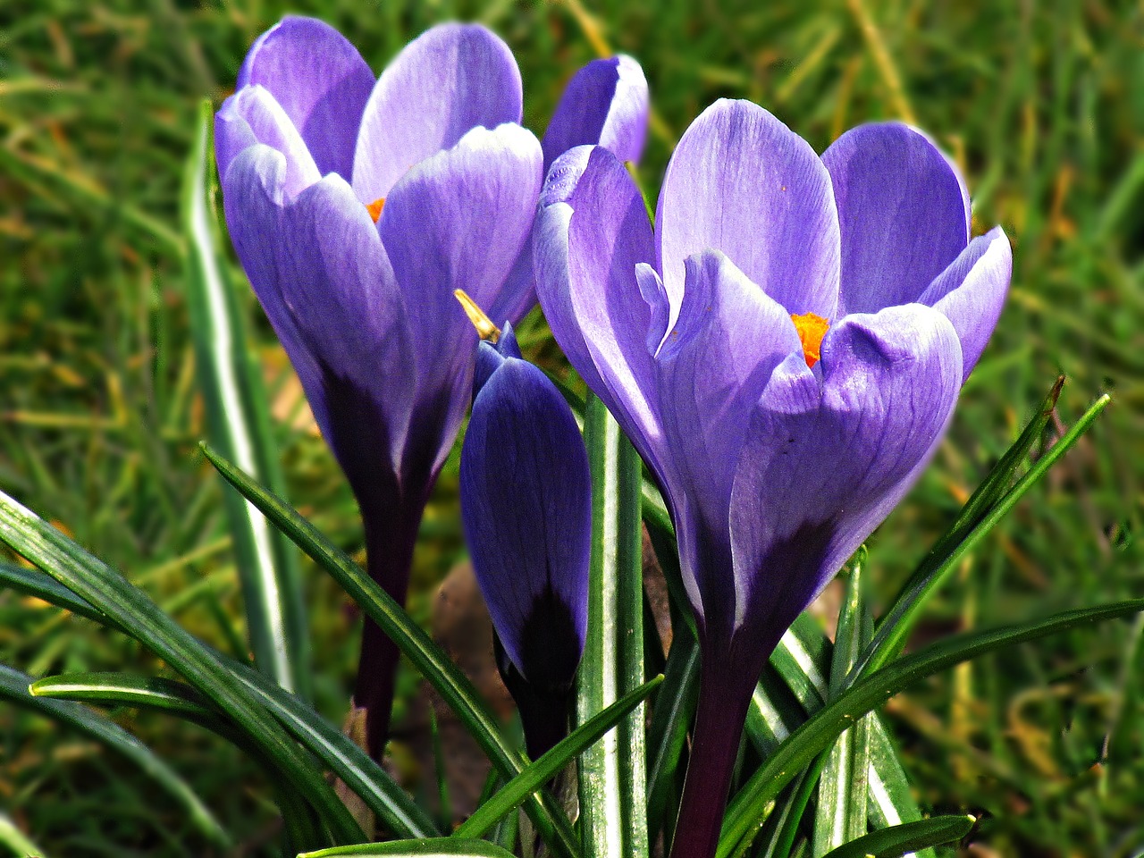 Krokus, Gėlės, Geltona, Pavasaris, Gamta, Pieva, Žydi, Poliana, Gėlė, Nemokamos Nuotraukos