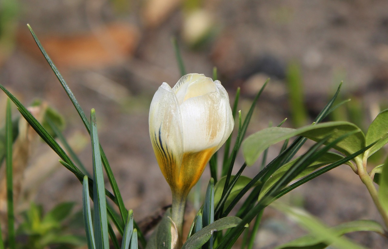 Krokus, Pavasario Gėlės, Gamta, Augalas, Lapai, Gėlė, Teismo Posėdyje, Nemokamos Nuotraukos,  Nemokama Licenzija