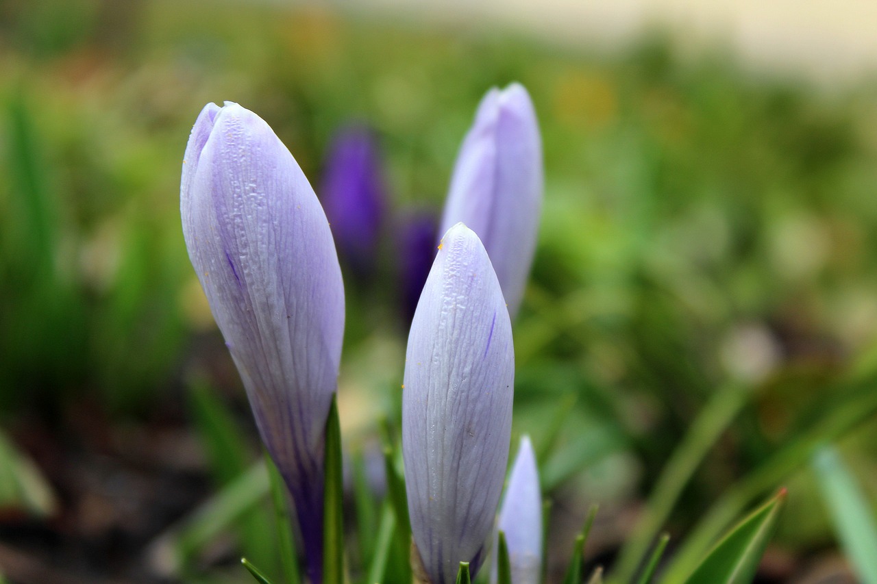 Krokus,  Pavasario Gėlės,  Ankstyvas Pavasaris,  Violetinė,  Kovas,  Gamta,  Gėlė,  Augalas,  Lapai,  Be Honoraro Mokesčio