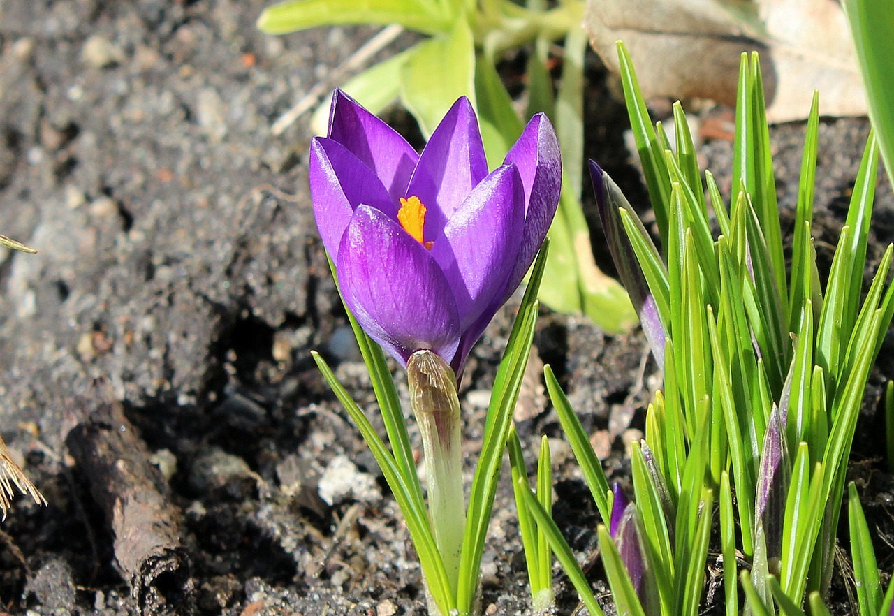 Krokus,  Pavasario Gėlės,  Pavasaris,  Violetinė,  Gamta,  Gėlė,  Augalas,  Be Honoraro Mokesčio, Nemokamos Nuotraukos,  Nemokama Licenzija