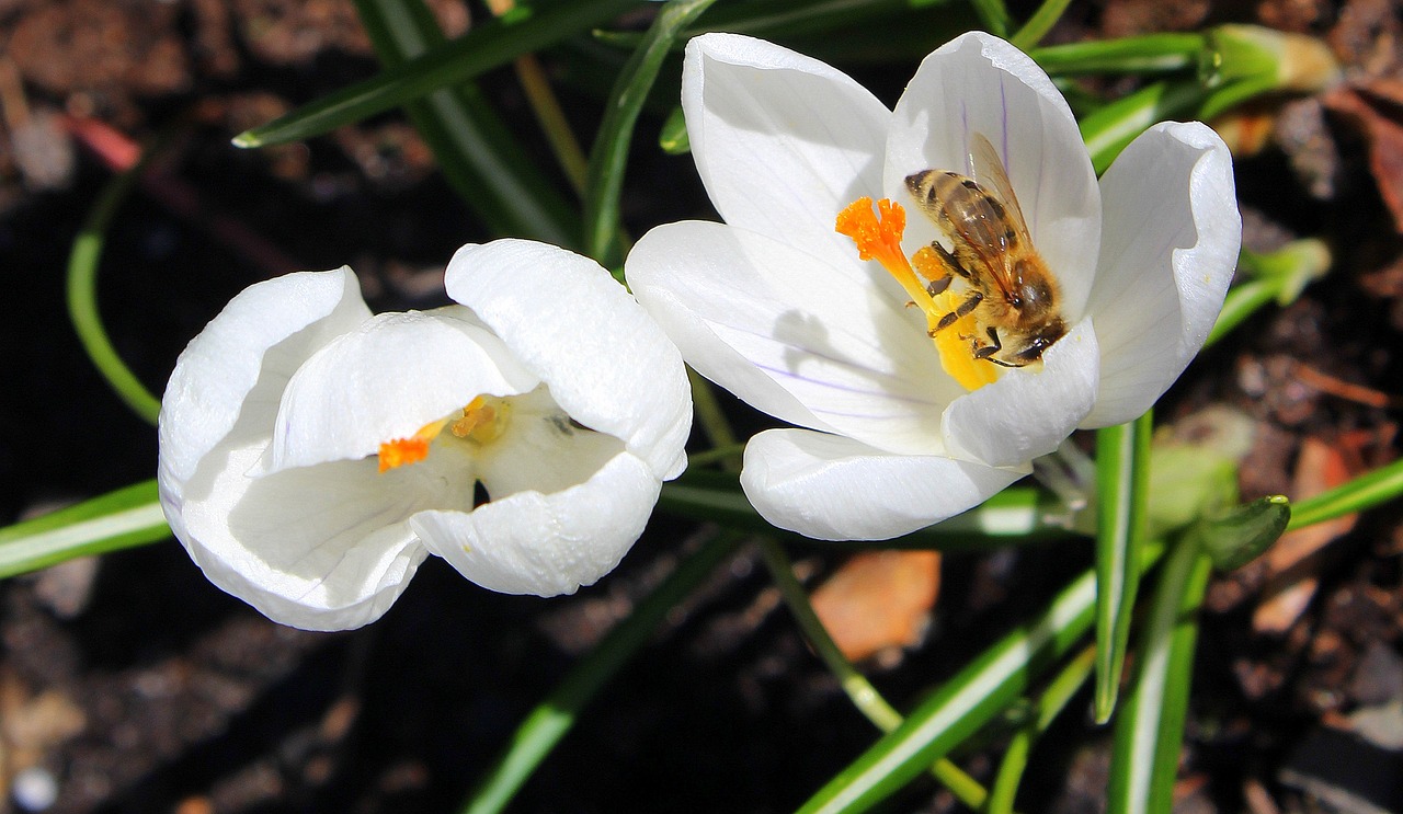 Krokus,  Bičių,  Vabzdys,  Pavasaris,  Gamta,  Gėlė,  Augalas,  Žiedlapis,  Be Honoraro Mokesčio, Nemokamos Nuotraukos