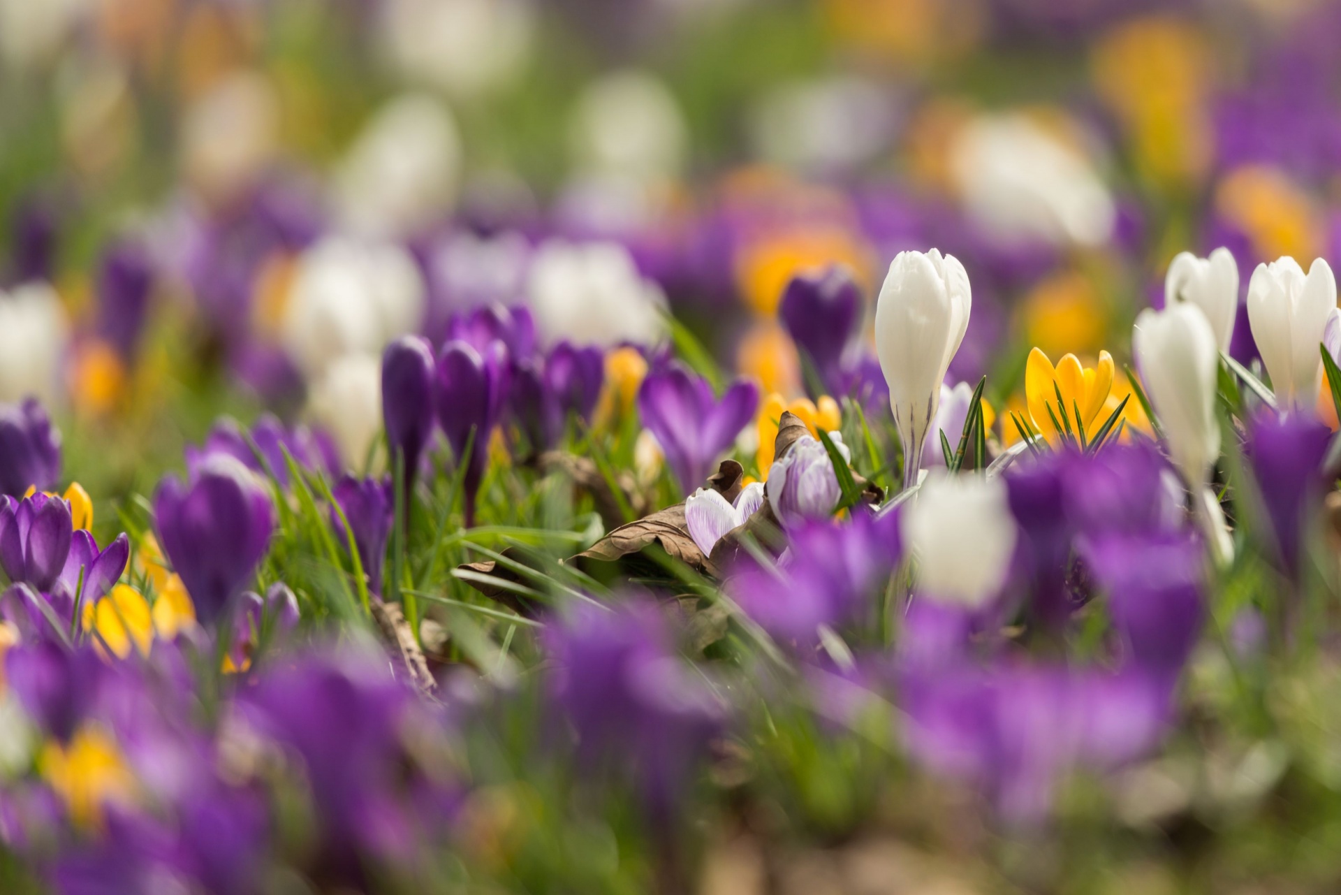 Crocus,  Gėlė,  Gamta,  Spalvinga,  Graži,  Spalvingas,  Fonas,  Neryškus,  Pavasaris,  Rytas