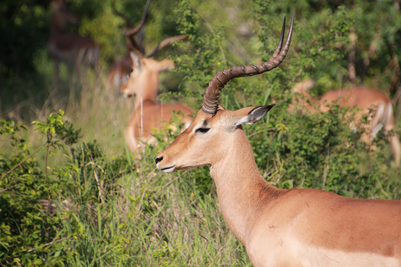 Impala, Kruger Nacionalinis Parkas, Antilopė, Laukiniai, Nemokamos Nuotraukos,  Nemokama Licenzija