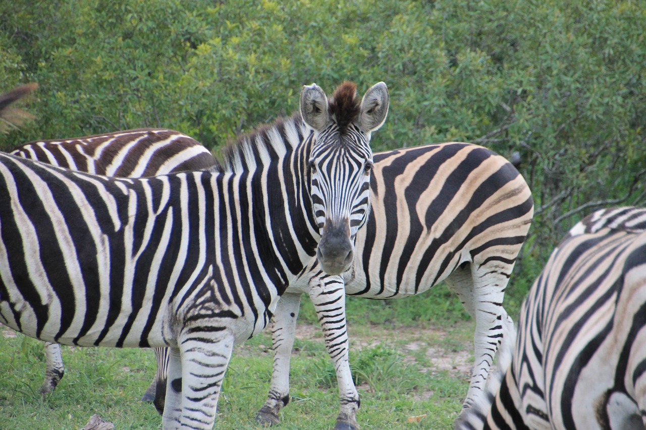 Zebra, Kruger Nacionalinis Parkas, Laukiniai, Pietų Afrika, Nemokamos Nuotraukos,  Nemokama Licenzija