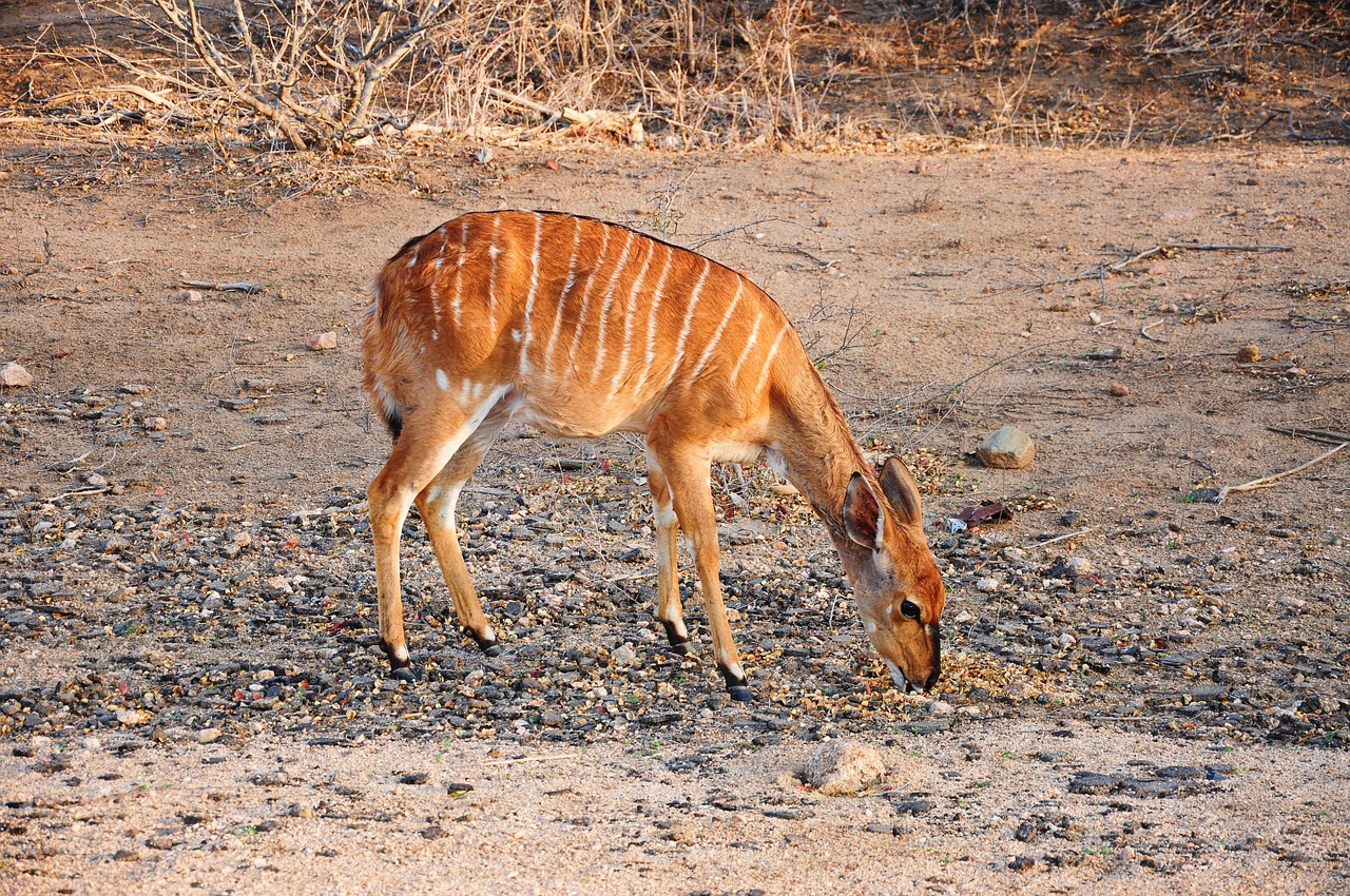 Kruger, Afrika, Bambis, Nemokamos Nuotraukos,  Nemokama Licenzija