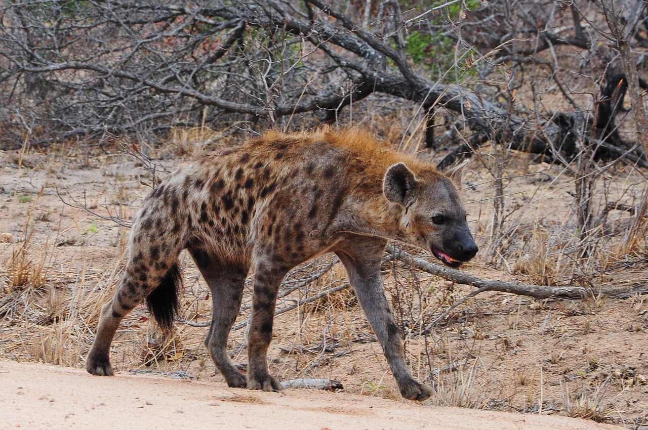 Kruger, Afrika, Hyena, Nemokamos Nuotraukos,  Nemokama Licenzija