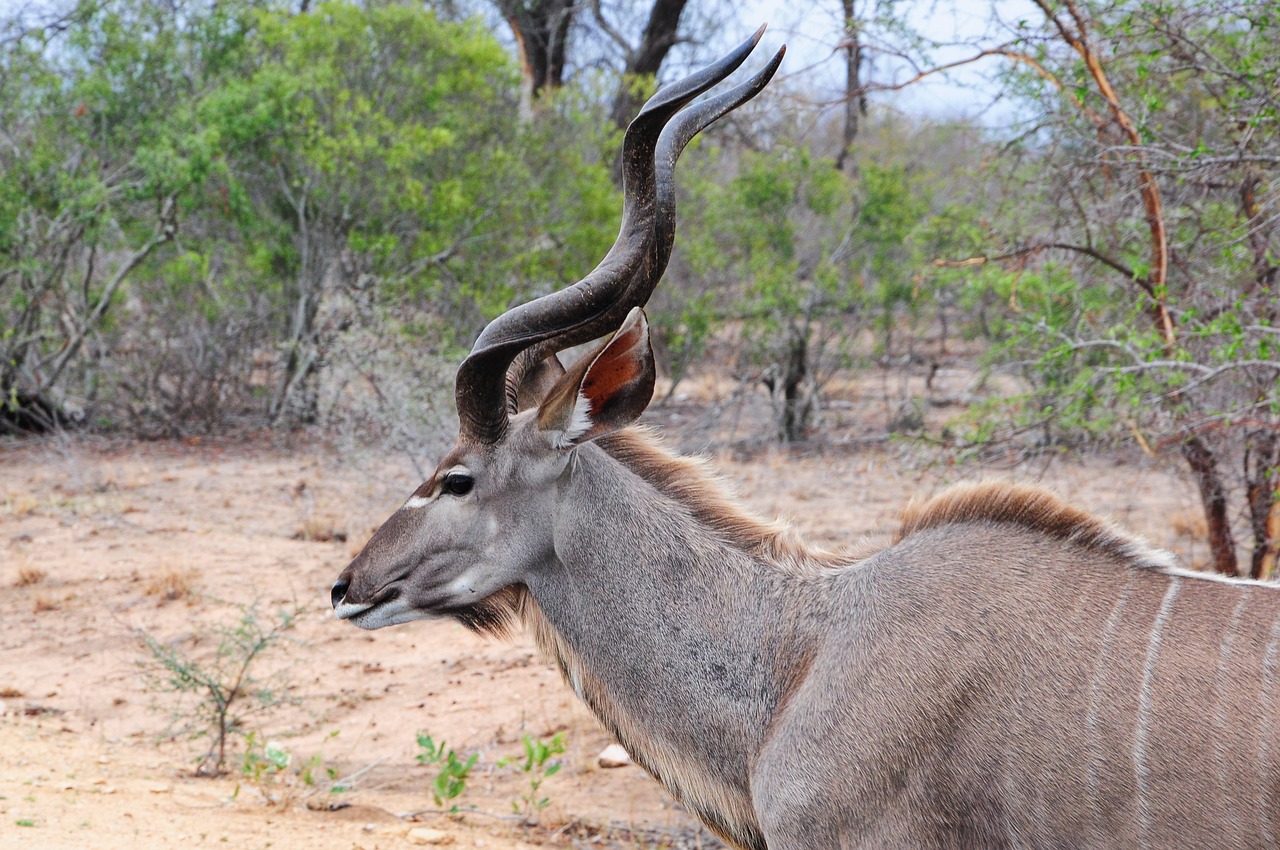 Kruger, Afrika, Kudu, Nemokamos Nuotraukos,  Nemokama Licenzija