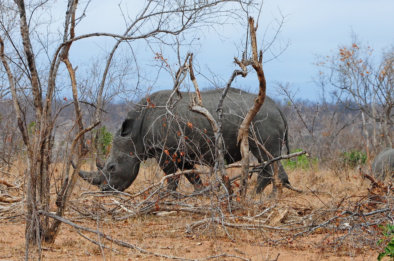 Kruger, Afrika, Rhino, Nemokamos Nuotraukos,  Nemokama Licenzija