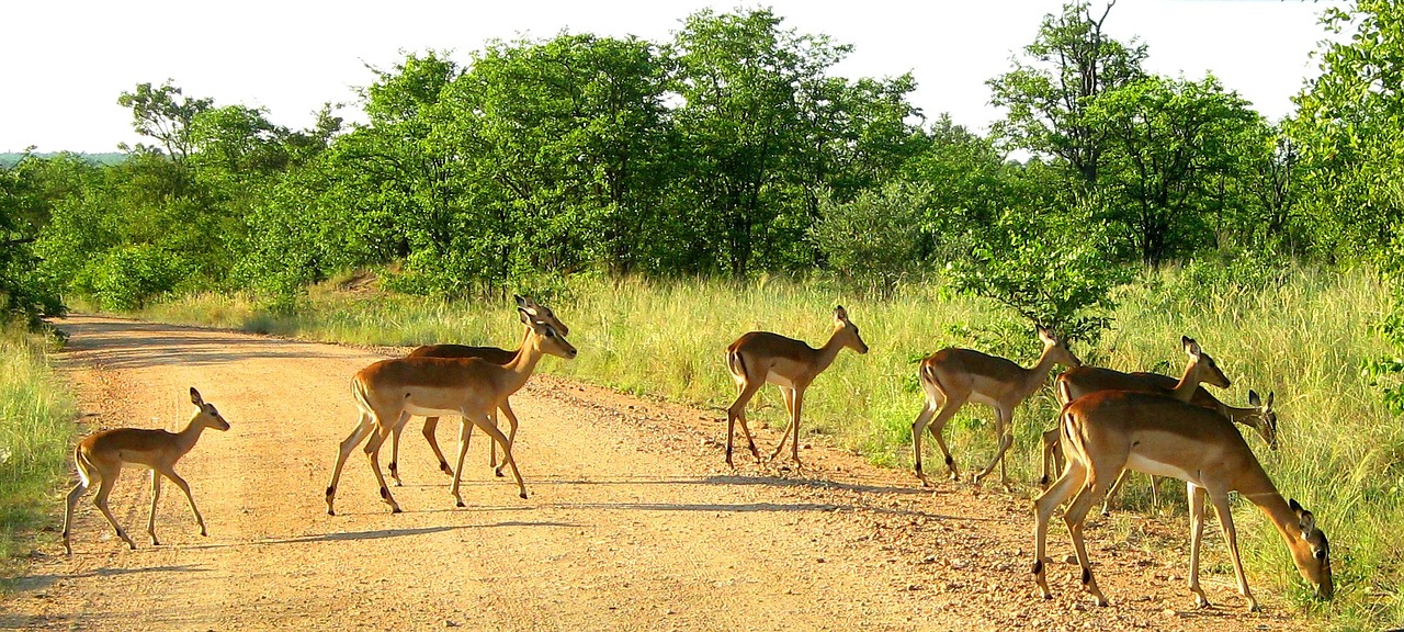 Kruger Nacionalinis Parkas, Pietų Afrika, Impala, Nemokamos Nuotraukos,  Nemokama Licenzija