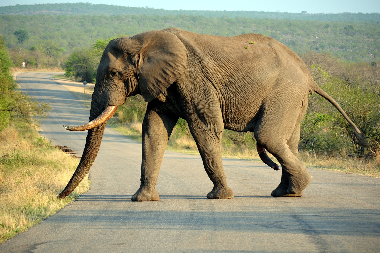 Kruger Parkas, Pietų Afrika, Safari, Nemokamos Nuotraukos,  Nemokama Licenzija