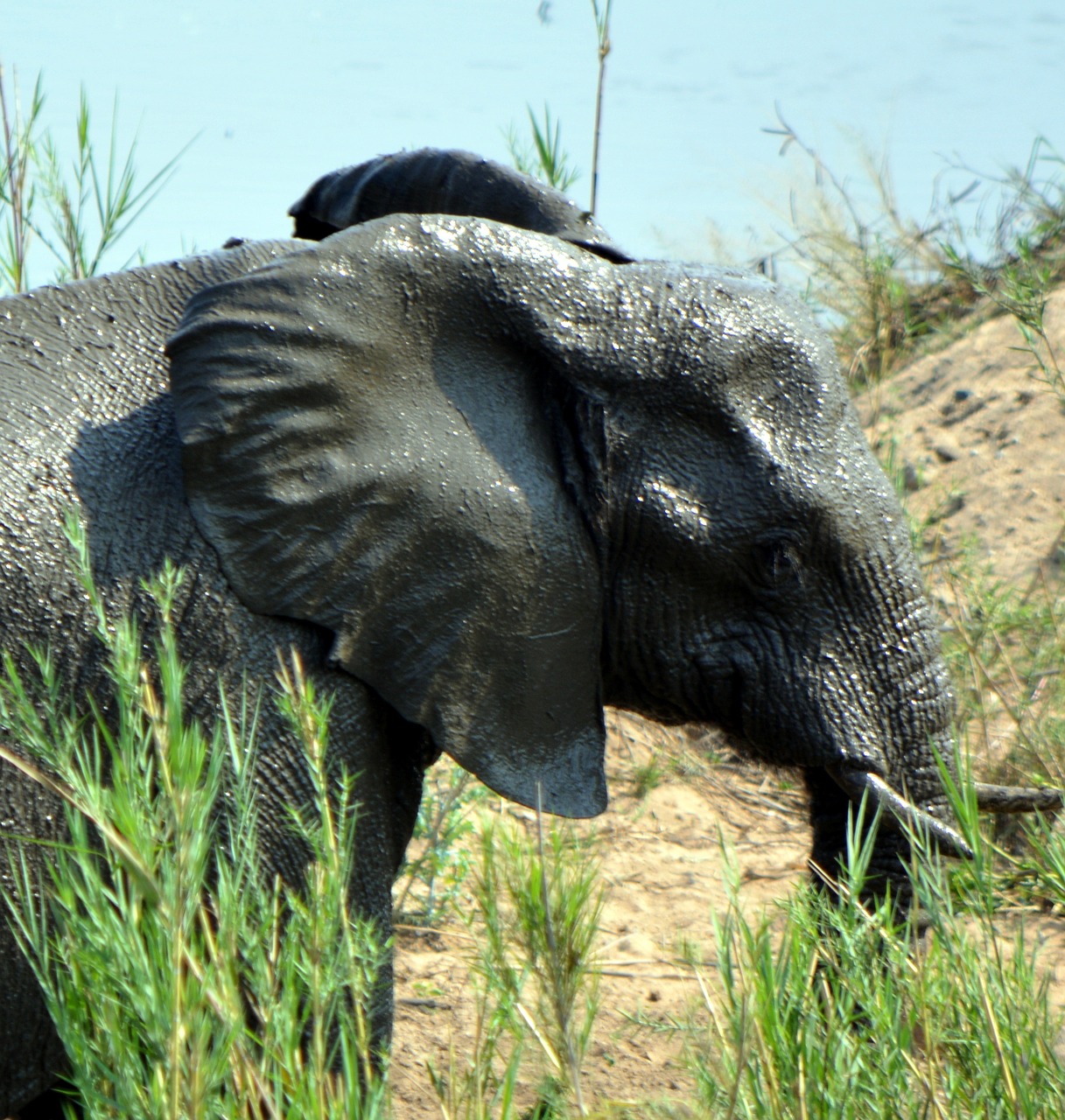 Dramblys, Kruger Parkas, Laukinė Gamta, Afrika, Nemokamos Nuotraukos,  Nemokama Licenzija