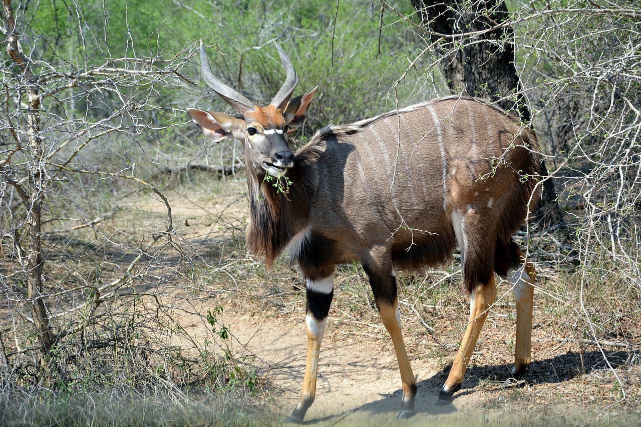 Kruger Parkas, Afrika, Laukinė Gamta, Nemokamos Nuotraukos,  Nemokama Licenzija
