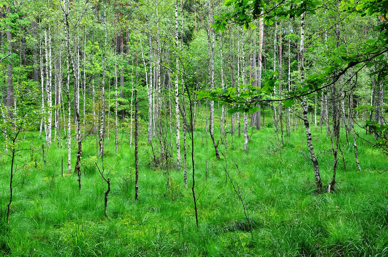 Krutyni,  Miškas,  Rezervas,  Mazury,  Gamta, Nemokamos Nuotraukos,  Nemokama Licenzija