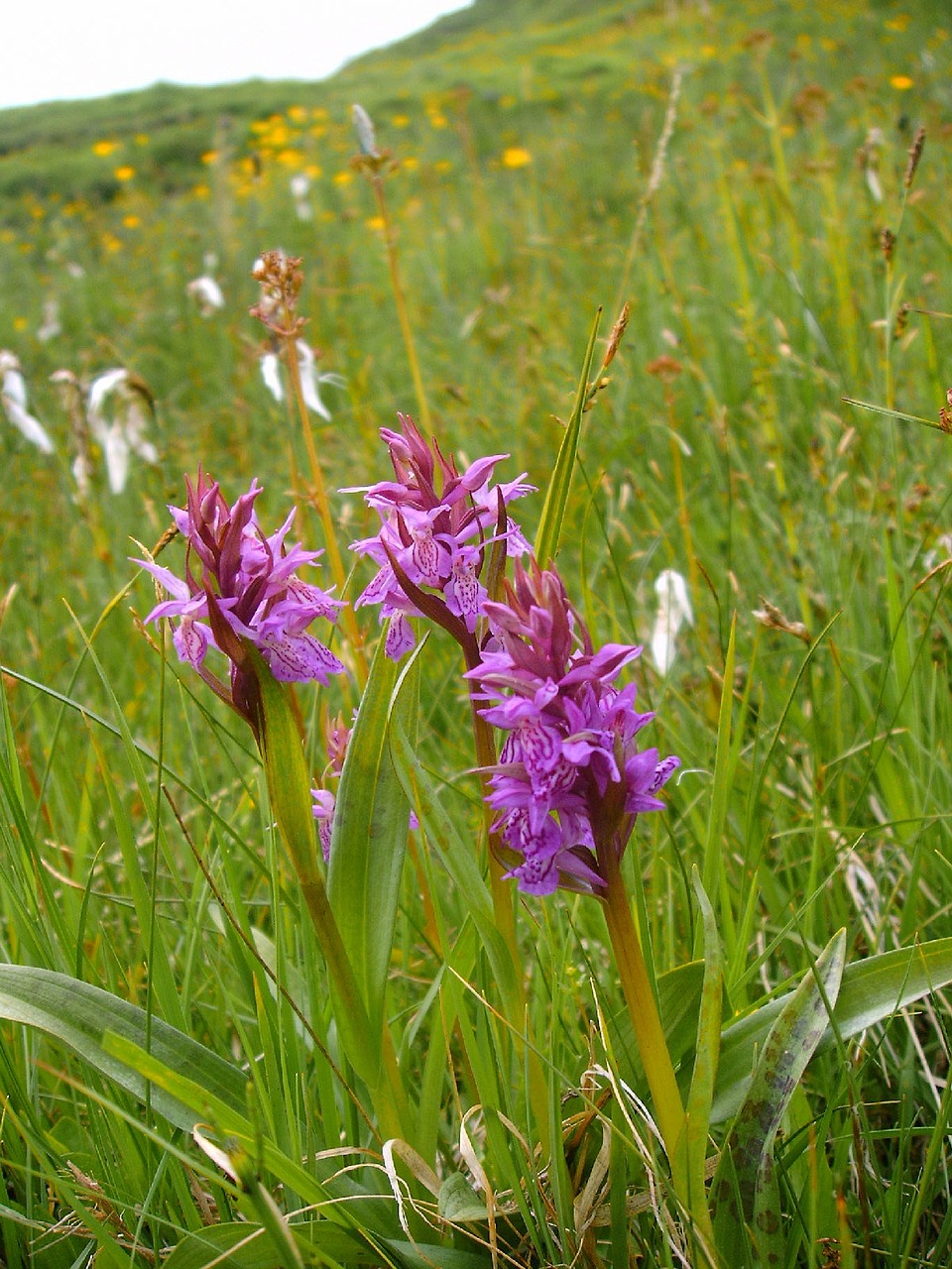 Kuckucksblume Grupė, Orchidėja, Kalnų Žygis, Gamta, Flora, Augalas, Gėlė, Rožinis, Violetinė, Nemokamos Nuotraukos