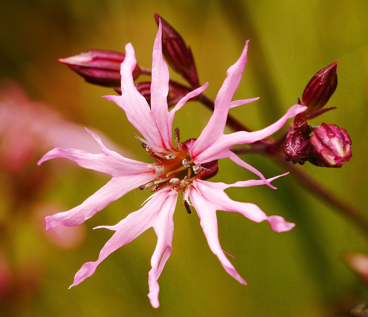 Kuckus-Campion, Silene Flos-Cuculi, Botanikos Sodas, Münsteris, Westfalen, Wwu, Nemokamos Nuotraukos,  Nemokama Licenzija